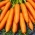 Carrot Marion F1 - 25 000 kalibruotų sėklų 1,6 - 1,8 mm - profesionalios sėklos visiems - 