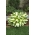 Color Festival hosta, plantain lily - tricolour leaves - XL pack - 50 pcs