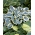 First Frost hosta, plantain lily - XL pack - 50 pcs