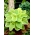 Tuoksuva Bouquet hosta, plantain lilja - tuoksuva lajike - XL pakkaus - 50 kpl