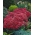Munstead Dark Red orpine - Sedum - seedling - XL pack - 50 pcs