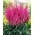 Maggie Daley falsk geiteskjegg - rosa blomster - Hvit - XL pakke - 50 stk