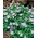 Wood anemone Robinsoniana - 1 pc