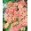 Soricel comun - Caise Delight - somon-roz