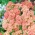 Soricel comun - Caise Delight - somon-roz