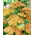 Common Yarrow - Tricolor - Yellow with Red Edge - GIGA Pack! - 50 pcs.