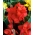 Canna lilija - rdeča lepotica