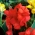 Canna lilie - Červená kráska