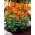 Peruvian lily - Alstroemeria Orange King - 1 pc