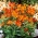 Peruvian lily - Alstroemeria Orange King - 1 pc