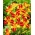 Dnevna lilija Frans Hals