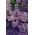 Lehtkapsas - Scarlet - 300 seemned - Brassica oleracea L. var. sabellica L.