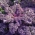 Grünkohl 'Scarlet' Samen - Brassica oleracea - 300 Samen - 