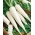 Reďkovka "Astor" - biela, pretiahnuté korene na priamu konzumáciu - 425 semien - Raphanus sativus - semená