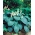 Hosta, Plantain Lily Elegans - XL pakke - 50 stk.