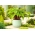 Hosta, Plantain Lily Gooseberry Sundea - XL pakkaus - 50 kpl