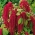 Amaranto - 1500 semillas - Amaranthus caudatus
