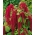 Punarevonhäntä - 1500 siemenet - Amaranthus caudatus