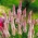Cockscombフラミンゴの種子 -  Celosia spicataフラミンゴ -  360種子 - Celosia spicata  - シーズ