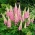 Garten-Lupine Chatelaine Samen - Lupinus polyphyllus - 90 Samen