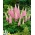 Lupin Semená Chatelaine - Lupinus polyphyllus - 90 semien