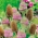 जंगली चम्मच - मेलिफ़ेरस पौधा - 100 ग्राम; फुलर्स टीज़र - 