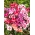 „Godetia Satin“ mišinys - „Godetia grandiflora“ - 1500 sėklų - sėklos