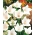 בלון פרח Fuji לבן זרעים - Platycodon grandiflorus - 110 זרעים