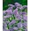 Strandflieder, Statice lila Samen - Campanula drabifolia - 105 Samen -  