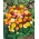Νάνος Διπλός Αιώνιος Λουλούδι αναμεμειγμένοι σπόροι - Helichrysum monstrosum nana fl.pl. - 600 σπόρους - Helichrysum Arenarium