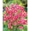 Columbine σπόροι Nora Barlow - Aquilegia vulgaris fl.pl. - 350 σπόρους - Aquilegia vulgaris ‘Nora Barlow'