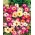 Волшебный ковер Смешанные семена - Mesembryanthemum criniflorum - 1600 семян - Doroteantus bellidiformis