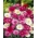 蜡菊混合种子 -  Xeranthemum annuum  -  850种子 - 種子