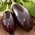 Eggplant, Aubergine seeds - Solanum melongena - 210 seeds