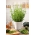 Hisopo - planta melífera - 1 kg - 