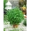 Семе лиснатог першина 68 - Петроселинум цриспум - 3000 семена - Petroselinum crispum 
