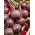 Pancar "Kırmızı Top" - 100 gr - 5000 tohum - Beta vulgaris L. - tohumlar