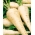 欧洲防风草半长白种子 -  Pastinaca sativa  -  1450粒种子 - 種子