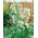 Bunga Tembakau, Woodland Biji tembakau - Nicotiana sylvestris - 25000 biji - benih