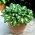 Hosta, Plantain Lily Mediovariegata - XL balenie - 50 ks
