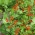 ランナービーンの種子 -  Phaseolus coccineus  -  7種子 - シーズ