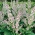 Clary Sage, biji Muscatel Sage - Salvia sclarea - 115 biji - benih