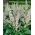 Clary Sage, Muscatel Sage seeds - Salvia sclarea - 115 biji