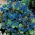 Phacelia campanularia - 850 magok