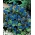 Bluebell کویر - 850 دانه - Phacelia campanularia 