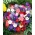 ペチュニア - 品種ミックス -  800種子 - Petunia x hybrida pendula - シーズ