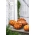 Musk squash "Muscade de Provence" - with very aromatic fruit flesh - 18 seeds