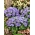 Flossflower，bluemink，blueweed，猫脚，墨西哥画笔 - 蓝色品种 -  3750种子 - Ageratum houstonianum - 種子