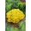 Rổ vàng; alyssum goldentuft, alyssum vàng, alison vàng, bụi vàng, alyssum vàng, madwort vàng-tuft, madwort đá - 500 hạt - Alyssum saxatile