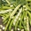 Dragon de fasole - soi foarte timpuriu cu seminte mari - 500 g - 